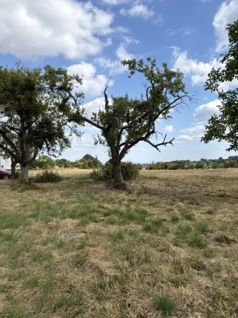 Foto treephoto-sql05wnvseee2zdwrivxnvyn.jpeg