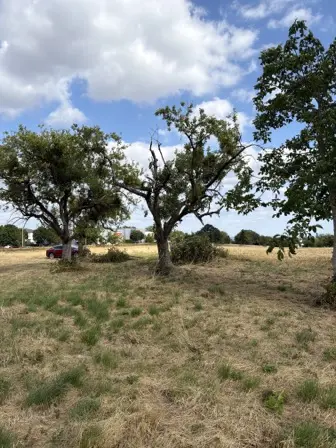 Foto treephoto-vnww0oq0q6jjeb0b0smubpsi.jpeg