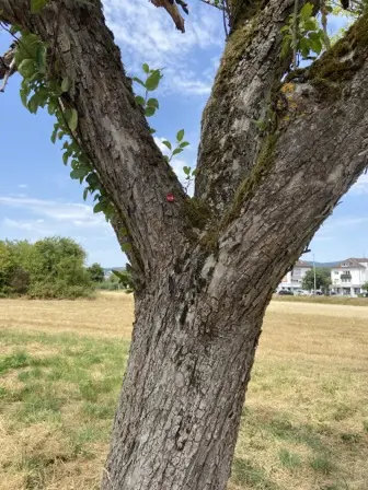 Foto treephoto-w0pssadreqqh28fsx8b54qon.jpeg