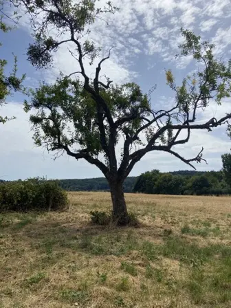 Foto treephoto-wf403vck0c4t4jf2fzauqaq7.jpeg