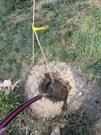 Foto treephoto-h4zir8jjhx27ljp1mjx5e5ax.jpeg