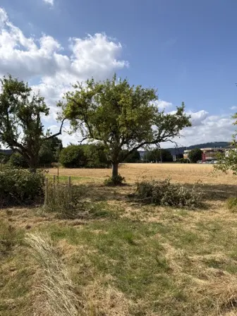 Foto treephoto-a14d5xh2brtx85f11hjv0ke2.jpeg