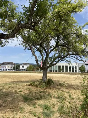 Foto treephoto-ew2u9isnhovpap89wjg58u86.jpeg