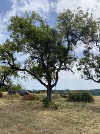 Foto treephoto-pkmhkbxrtrqkmnik7sbtmw7n.jpeg