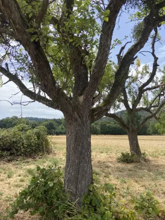 Foto treephoto-xdumx8bn111nexqk8px3g7t6.jpeg