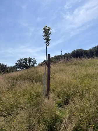 Foto treephoto-gs0r439m79jbmjztysxetiil.jpeg