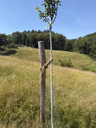Foto treephoto-r1ip4c5r1qzamr535fgzrko2.jpeg