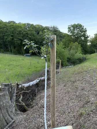 Foto treephoto-hx0lwcevzv2r4zukzbk5jro7.jpeg