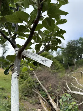 Foto treephoto-iy0hmajj9s6nrbtojp1od95t.jpeg