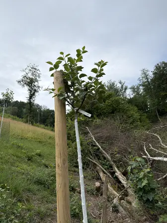 Foto treephoto-m35gv93g9mzzyx55us0h0k3d.jpeg