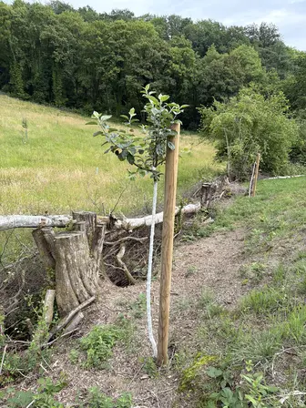 Foto treephoto-mwxxhrsbbv2nyfhzlf7pw8kw.jpeg