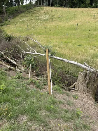 Foto treephoto-u2ywoceppfbbbadgi5hoxm77.jpeg