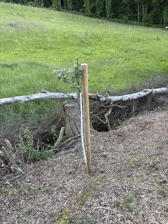 Foto treephoto-ycwdih5yu9e5fskg7lu6mzja.jpeg