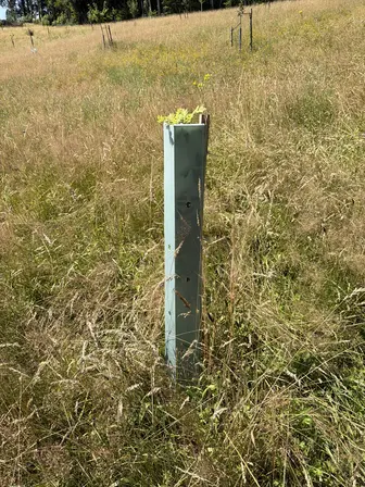 Foto treephoto-juwaxdtie4tzleryeu4lbe8h.jpeg
