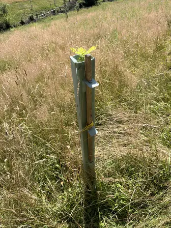 Foto treephoto-kgpjgszx7rm98qybi7ix2x5t.jpeg