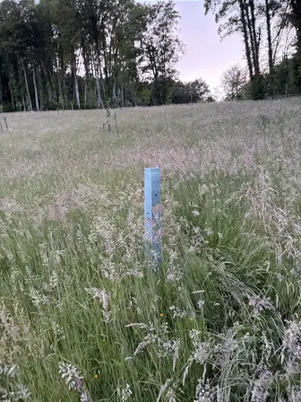 Foto treephoto-og65xivlm9rbyqw23qrx21qo.jpeg