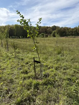 Foto treephoto-m90ey8g5dtkh4yvjde66le09.jpeg