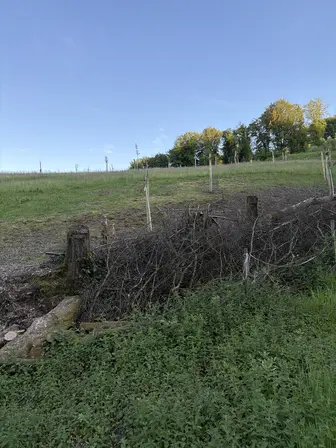 Foto treephoto-mw4kiyv7t4qsv6ox7an33qe0.jpeg