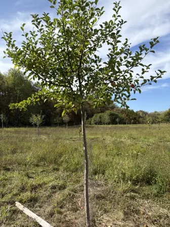Foto treephoto-gfmetxjmum5mojjn66p6thc9.jpeg