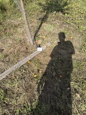 Foto treephoto-i4iwp44r064lu8mq93az89m3.jpeg