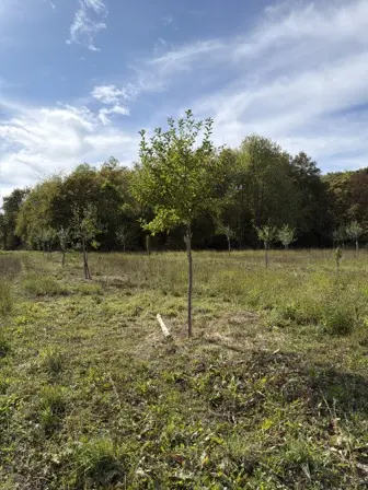 Foto treephoto-rztbmoc1wufj8nkvzgwsntuj.jpeg