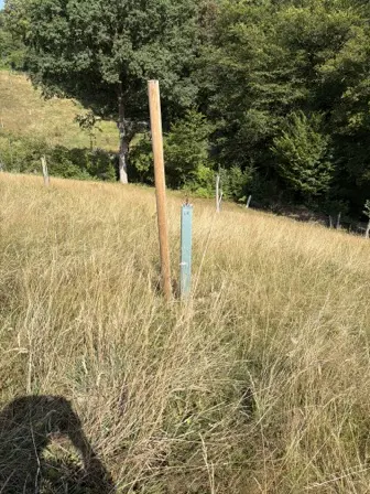 Foto treephoto-btsub0cvrsm33pvsckfoym9n.jpeg