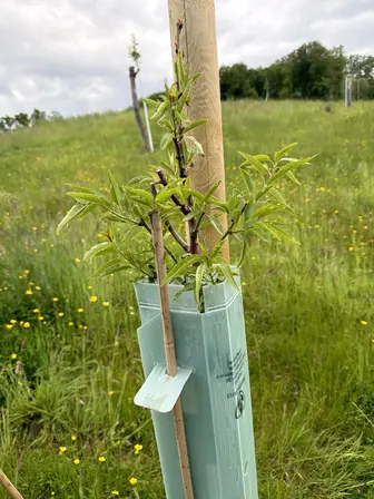 Foto treephoto-d1m728jn7w39ikykouuxyjbz.jpeg