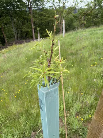Foto treephoto-djhd0kbxffmp3tftaq5onkmo.jpeg
