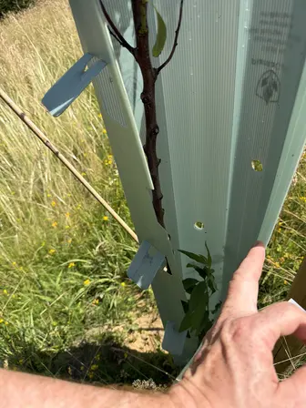 Foto treephoto-f8vuvqrh7gju5kc1f5rqjtkb.jpeg