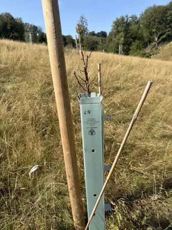 Foto treephoto-q36avmlep47s1gigg1yj7abz.jpeg