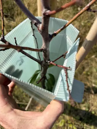 Foto treephoto-w81jedoxix6i1403nwfiz0gn.jpeg