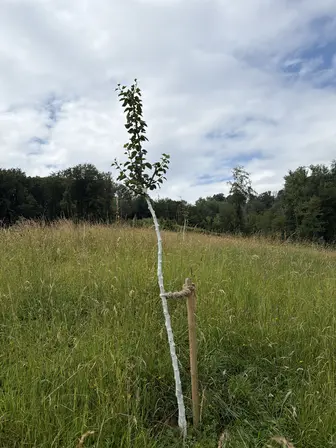 Foto treephoto-bxaahe3c4uky7u8b8ngpnrf0.jpeg
