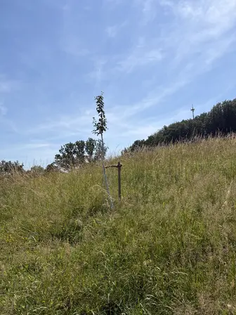 Foto treephoto-fddhcnklqyi3lr86g8o5zbed.jpeg