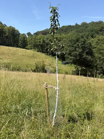 Foto treephoto-zhfmbnicvfsvcf01dig1gq1w.jpeg