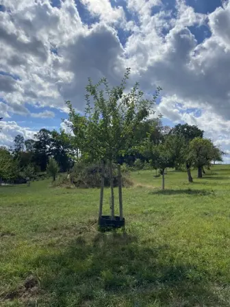Foto treephoto-ewh3k8tfbcglpesmyds1k3nf.jpeg