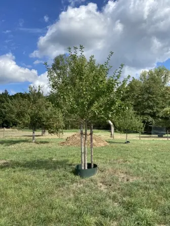 Foto treephoto-hv69dnjt8u3s7zintq3dr8lx.jpeg