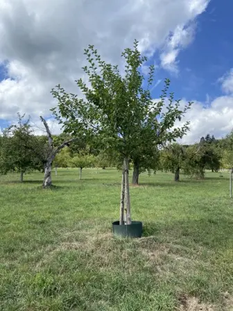 Foto treephoto-iwuourxsfcgdcbbg4d8y4kw3.jpeg