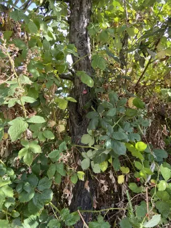 Foto treephoto-eyznk8w025y92n6yviqhwvwx.jpeg