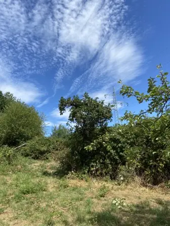 Foto treephoto-j2l3avdbmyptf7pb51sr7dx6.jpeg
