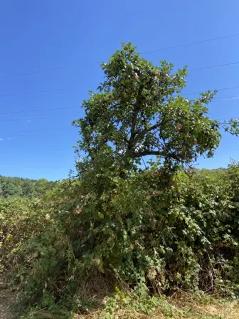 Foto treephoto-qosaidgfq6qe5dkukvco4xw7.jpeg