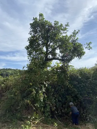 Foto treephoto-uiln9ci41flm1iun2p0tg53i.jpeg