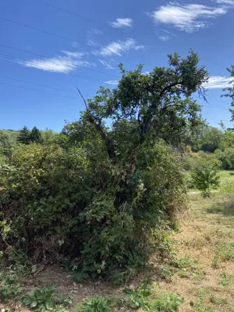 Foto treephoto-zo097p5zk0wxvr48ffdf4g7d.jpeg