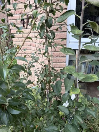 Foto treephoto-sa3ix172at6vcng5go8j607k.jpeg