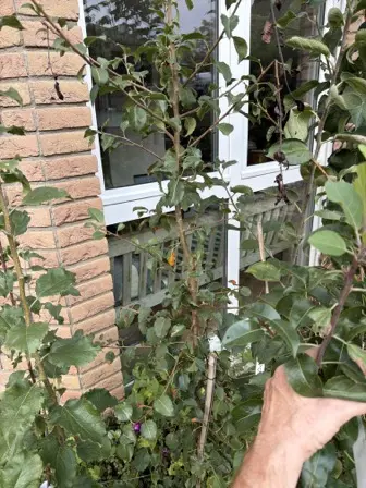 Foto treephoto-shht51d86fnhqaspq34c2fge.jpeg