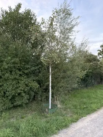 Foto treephoto-et18hvzvkfkuvgq1ywfnp6pq.jpeg