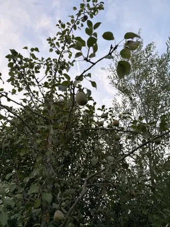 Foto treephoto-f3ulzis72k7bptohhmrau6dv.jpeg