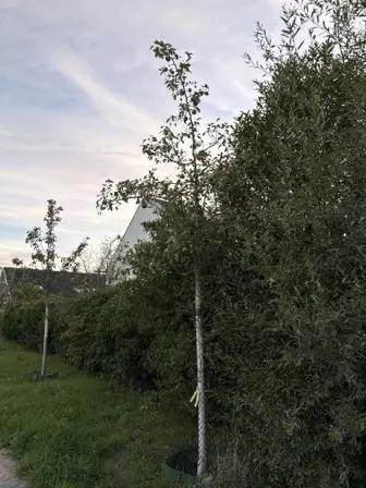 Foto treephoto-un5a9fbn1v1tpd4bmk3x3msw.jpeg