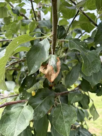 Foto treephoto-fk206av34ozjanka4e0qq8om.jpeg