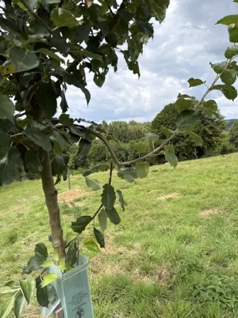 Foto treephoto-h2p2cgq7178nv7sifw38i7az.jpeg