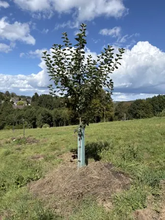 Foto treephoto-q3v55ljeu4ahgkfecd0r3m85.jpeg